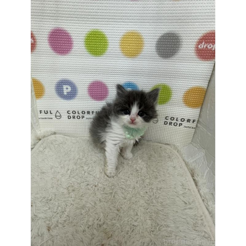 販売中の鳥取県のブリティッシュロングヘア-137519の3枚目