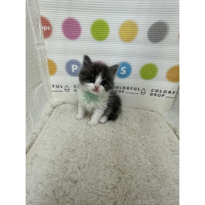 販売中の鳥取県のブリティッシュロングヘア-137519の2枚目