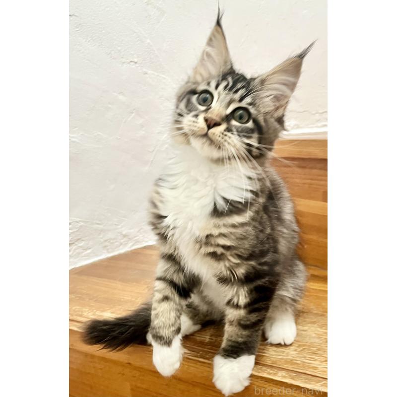 販売中の和歌山県のメインクーン-137520の15枚目