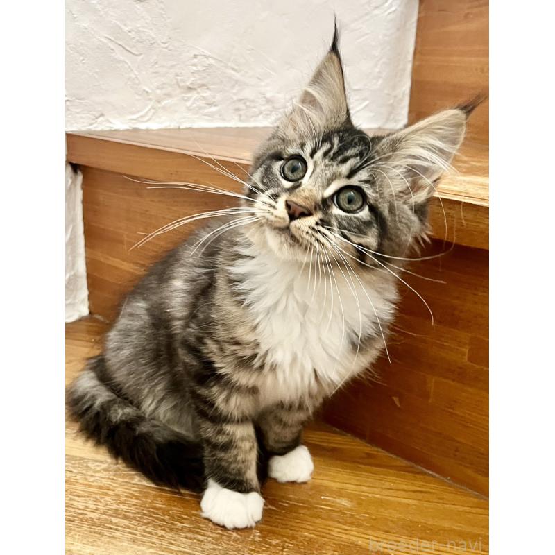 販売中の和歌山県のメインクーン-137520の14枚目