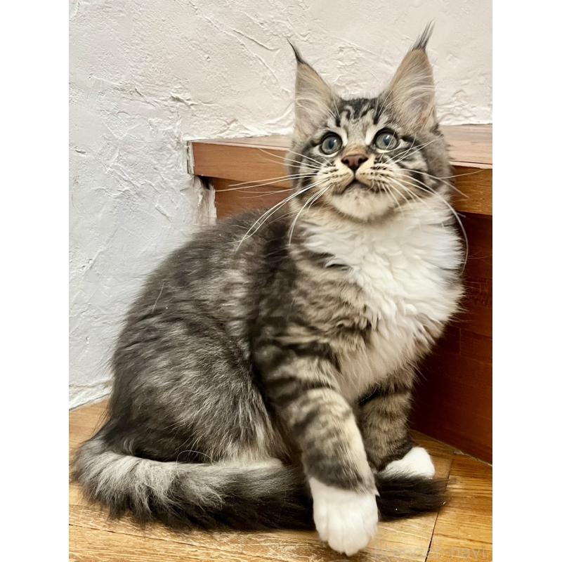 販売中の和歌山県のメインクーン-137520の13枚目