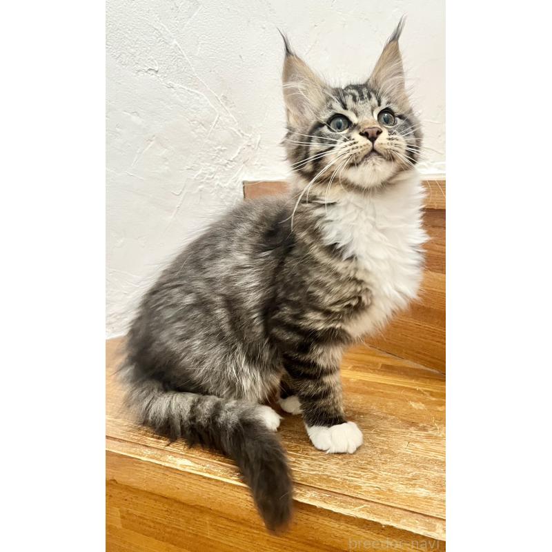 販売中の和歌山県のメインクーン-137520の12枚目