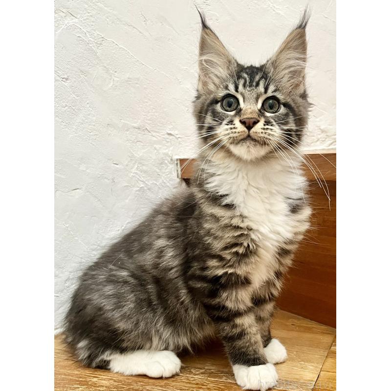 販売中の和歌山県のメインクーン-137520の11枚目