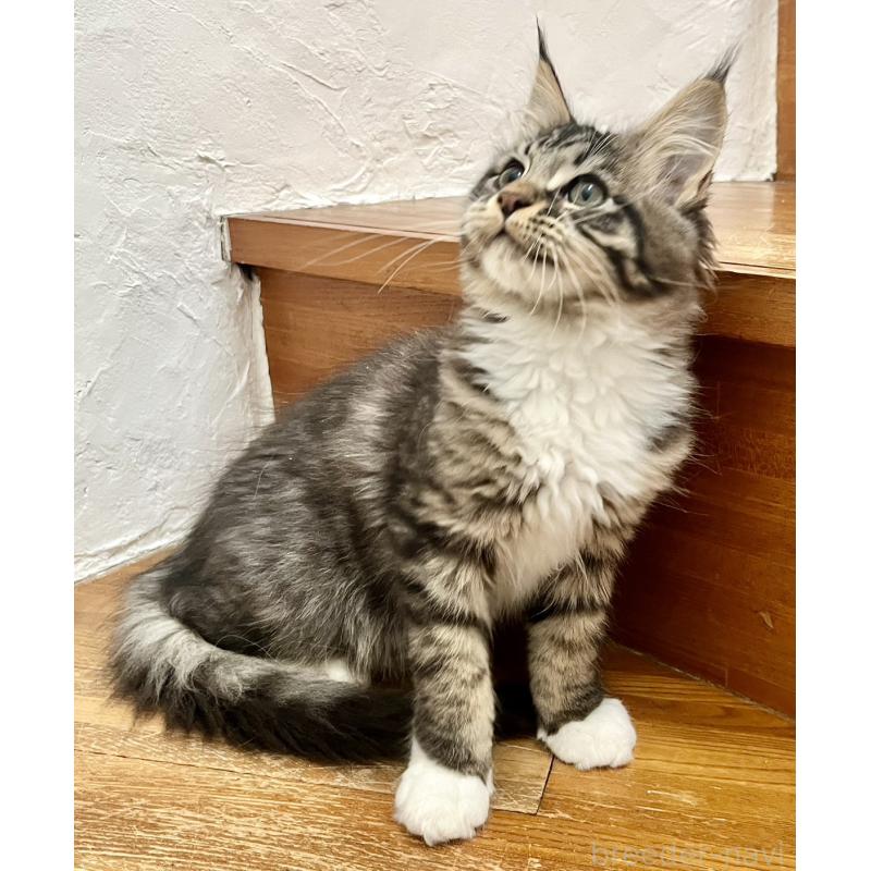 販売中の和歌山県のメインクーン-137520の8枚目