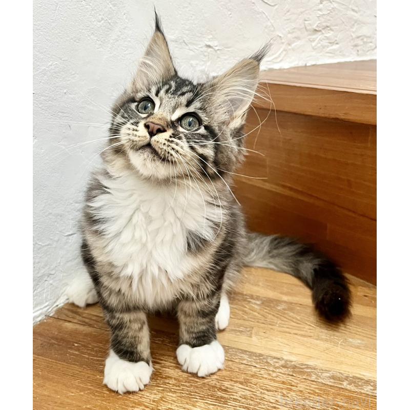 販売中の和歌山県のメインクーン-137520の7枚目