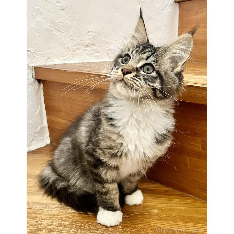 販売中の和歌山県のメインクーン-137520の6枚目