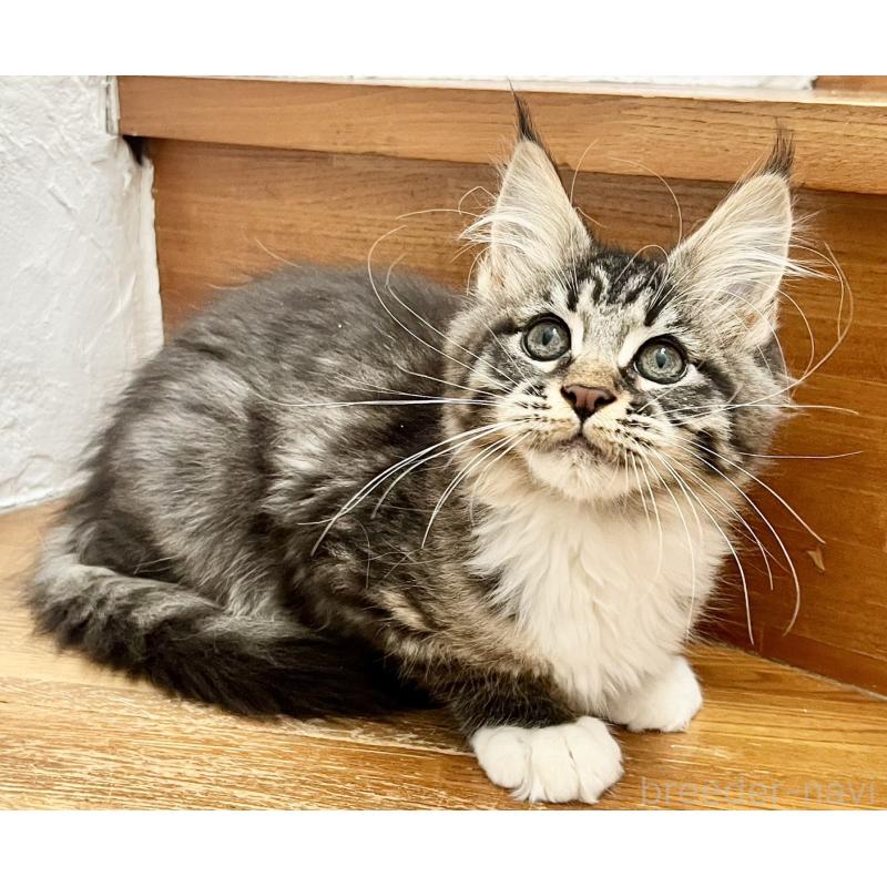 販売中の和歌山県のメインクーン-137520の5枚目