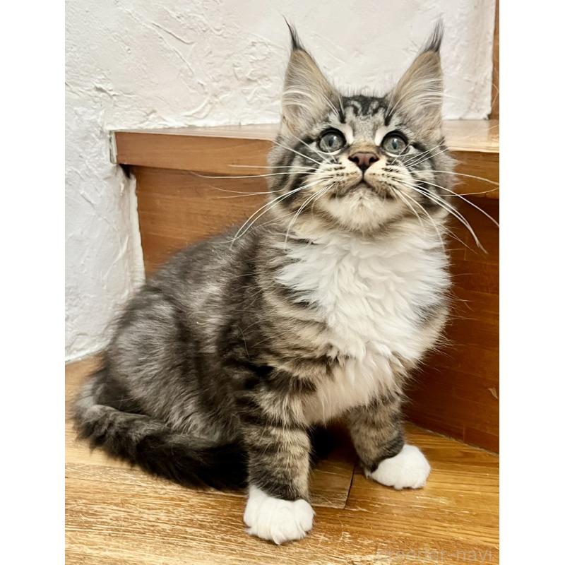 販売中の和歌山県のメインクーン-137520の4枚目