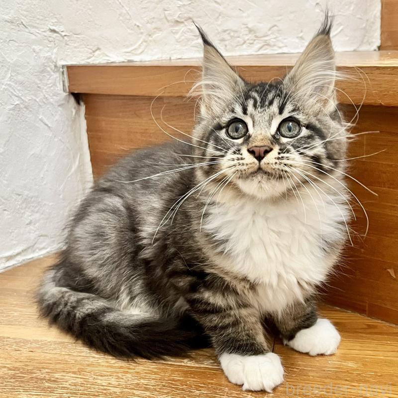 販売中の和歌山県のメインクーン-137520の3枚目