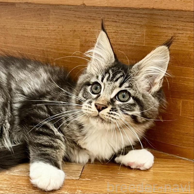 販売中ののメインクーン-137520