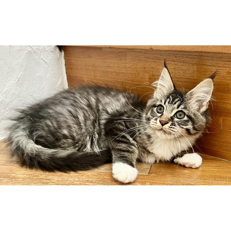 販売中の和歌山県のメインクーン-137520の2枚目