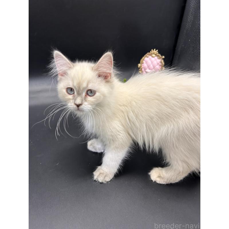 販売中の三重県のサイベリアン-137372の3枚目