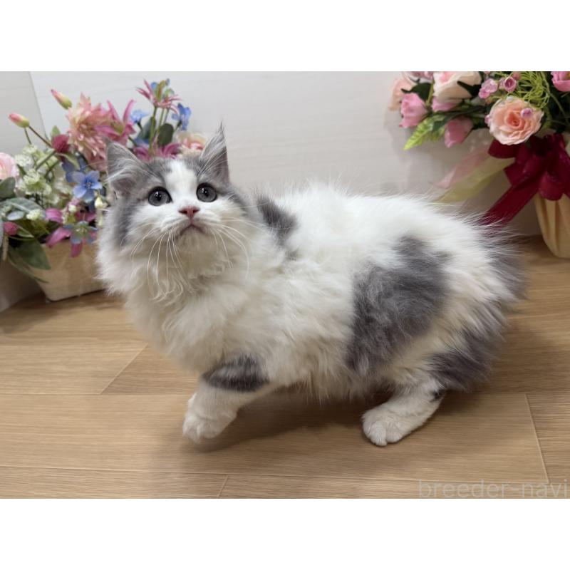 販売中の東京都のラガマフィン-137523の9枚目