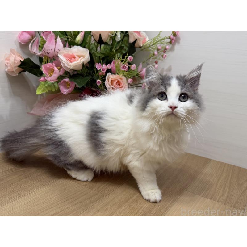 販売中の東京都のラガマフィン-137523の8枚目