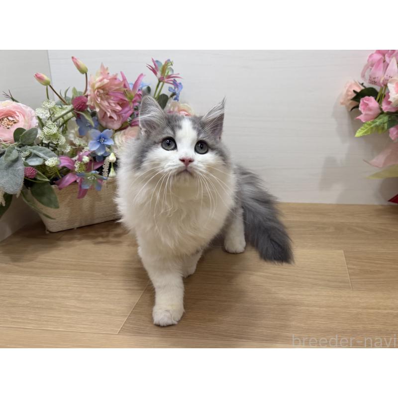 販売中の東京都のラガマフィン-137523の7枚目