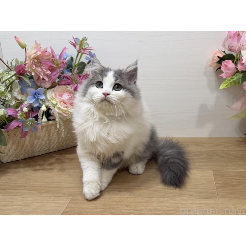 販売中の東京都のラガマフィン-137523の6枚目