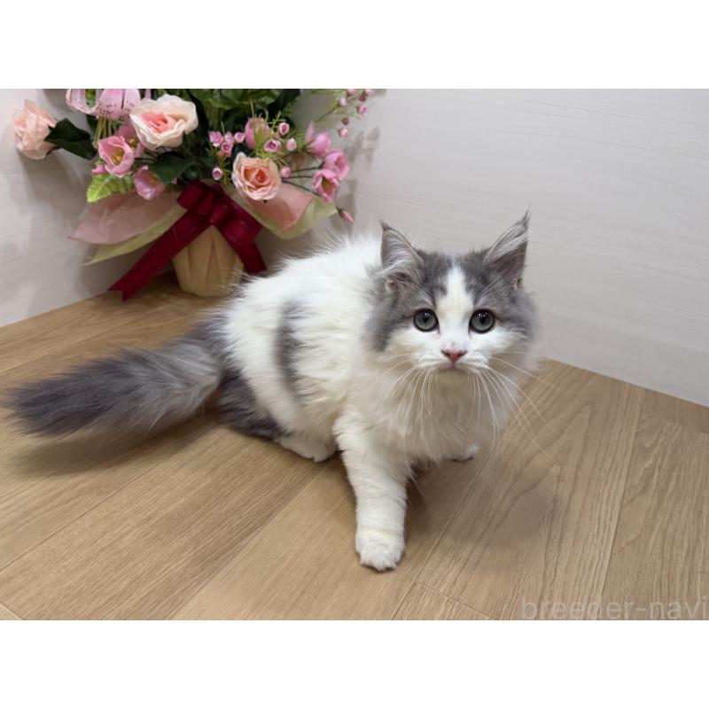 販売中の東京都のラガマフィン-137523の5枚目