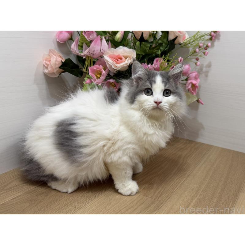 販売中の東京都のラガマフィン-137523の3枚目