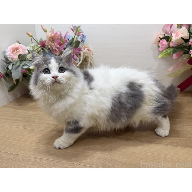 販売中の東京都のラガマフィン-137523の2枚目