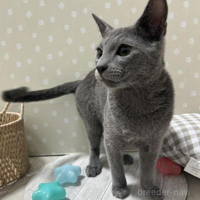 販売中の北海道のロシアンブルー-131429