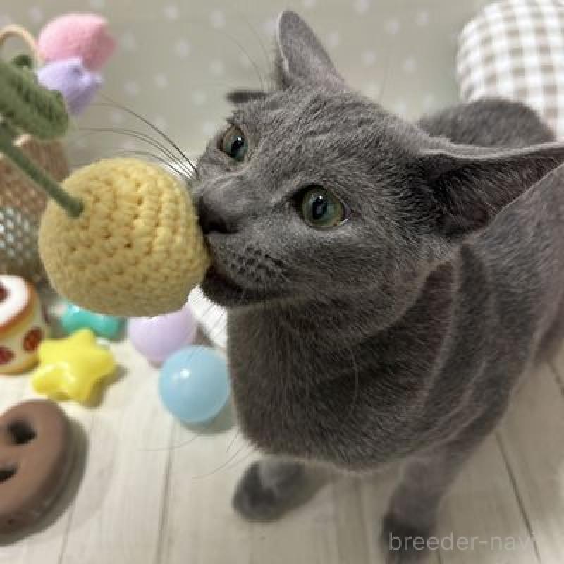 販売中ののロシアンブルー-131428