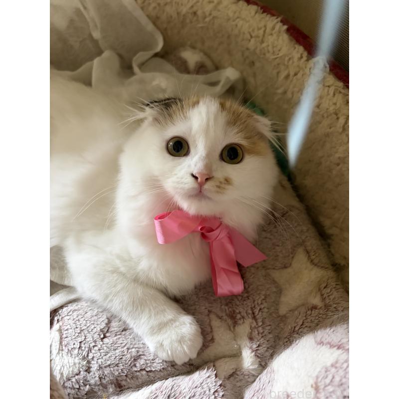 販売中の神奈川県のスコティッシュフォールド(折れ耳)-132865の4枚目