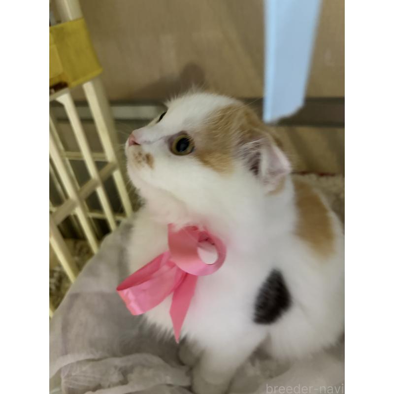 販売中の神奈川県のスコティッシュフォールド(折れ耳)-132865の3枚目