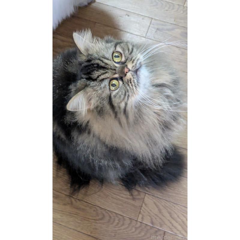 販売中の大阪府のミヌエット-81311の10枚目