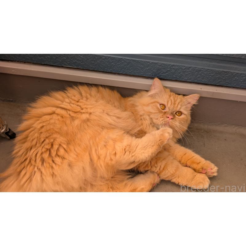 販売中の大阪府のミヌエット-120053