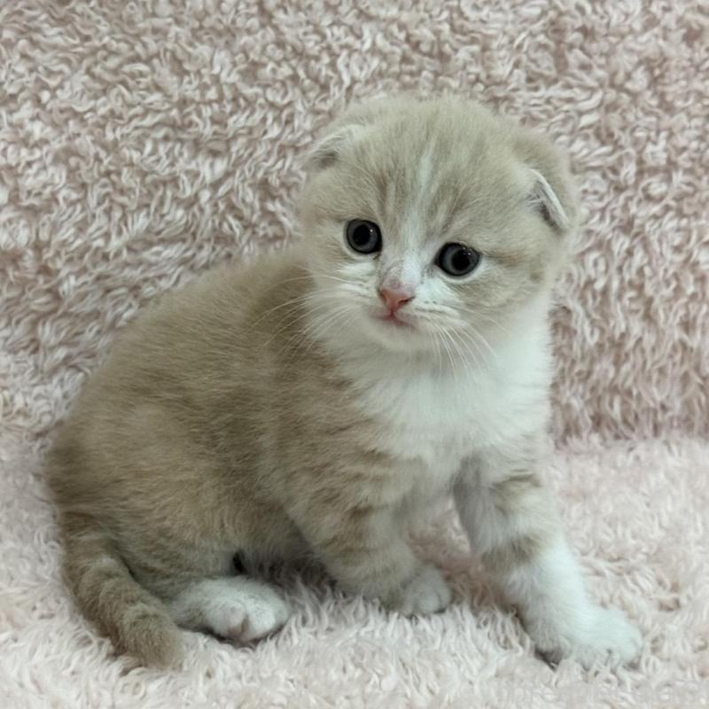 販売中の三重県のスコティッシュフォールド(折れ耳)-137465の6枚目