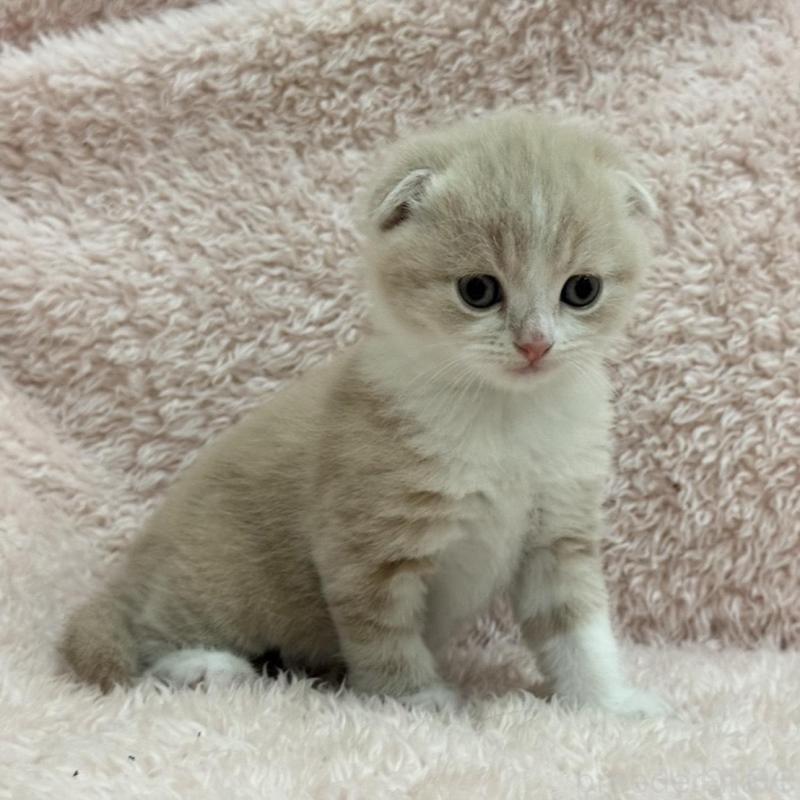 販売中の三重県のスコティッシュフォールド(折れ耳)-137465の5枚目