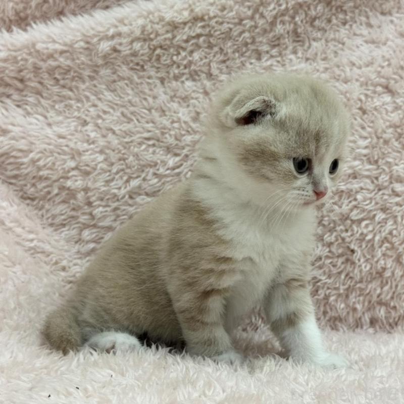 販売中の三重県のスコティッシュフォールド(折れ耳)-137465の4枚目