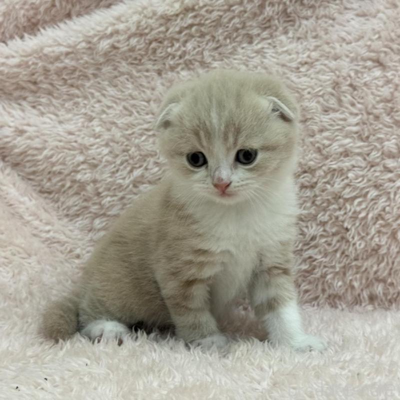 販売中の三重県のスコティッシュフォールド(折れ耳)-137465の3枚目