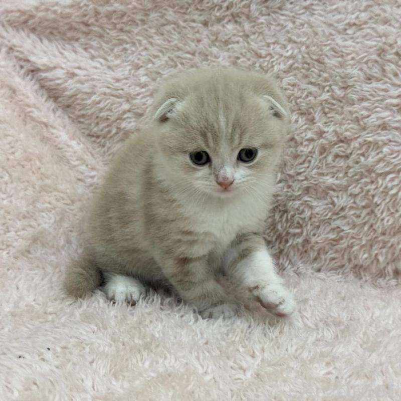 販売中の三重県のスコティッシュフォールド(折れ耳)-137465の2枚目