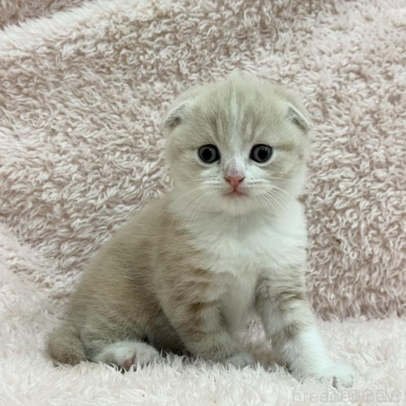 販売中の三重県のスコティッシュフォールド(折れ耳)-137465の1枚目