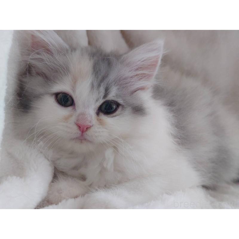 販売中の愛知県のミヌエット-137466の6枚目