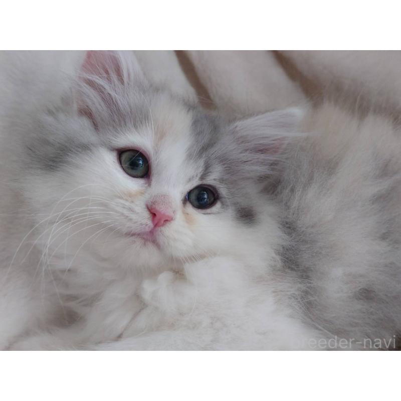 販売中の愛知県のミヌエット-137466の7枚目