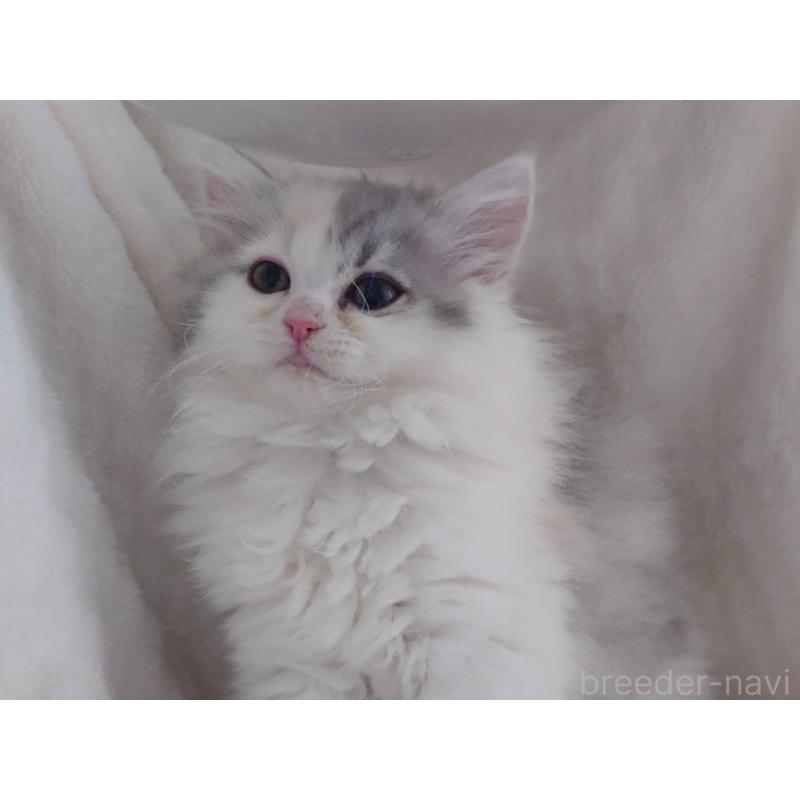 販売中の愛知県のミヌエット-137466の5枚目