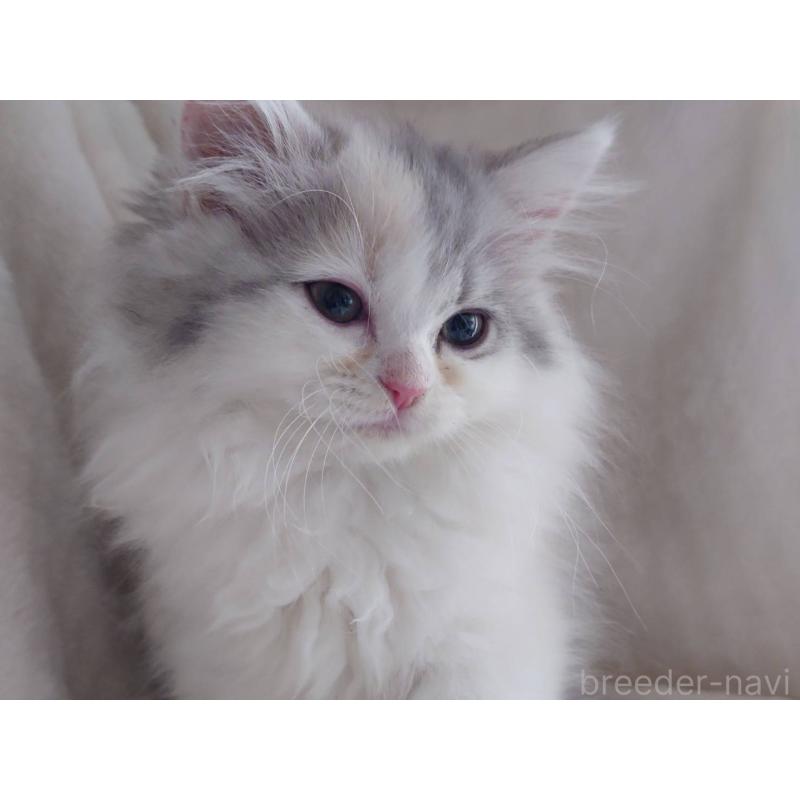 販売中の愛知県のミヌエット-137466の4枚目