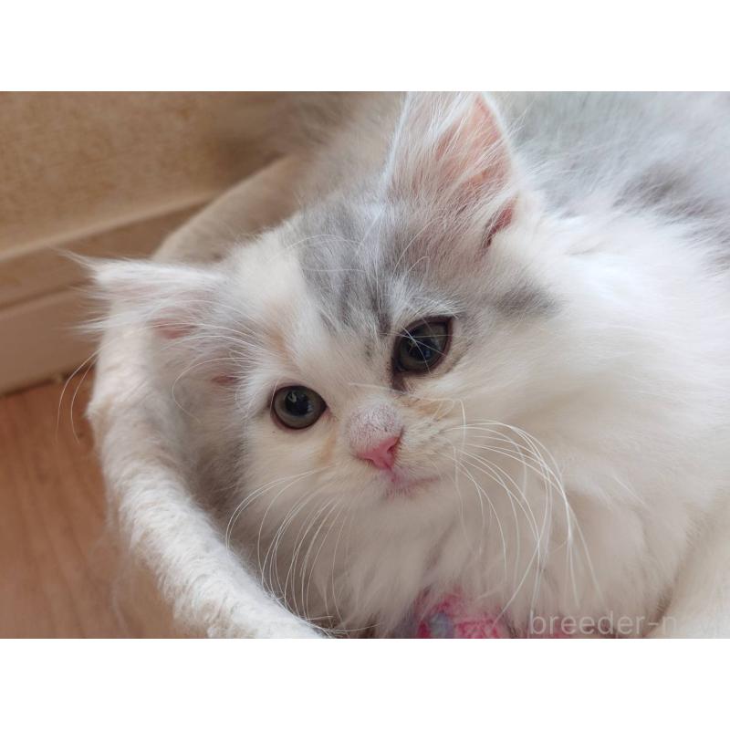 販売中の愛知県のミヌエット-137466の3枚目