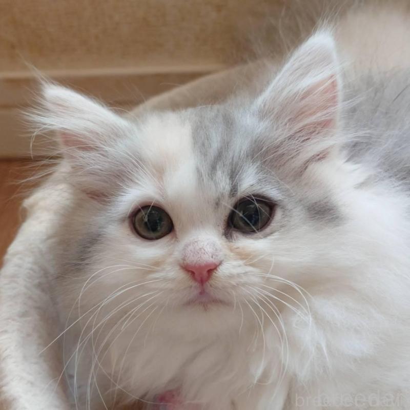 販売中の愛知県のミヌエット-137466の1枚目