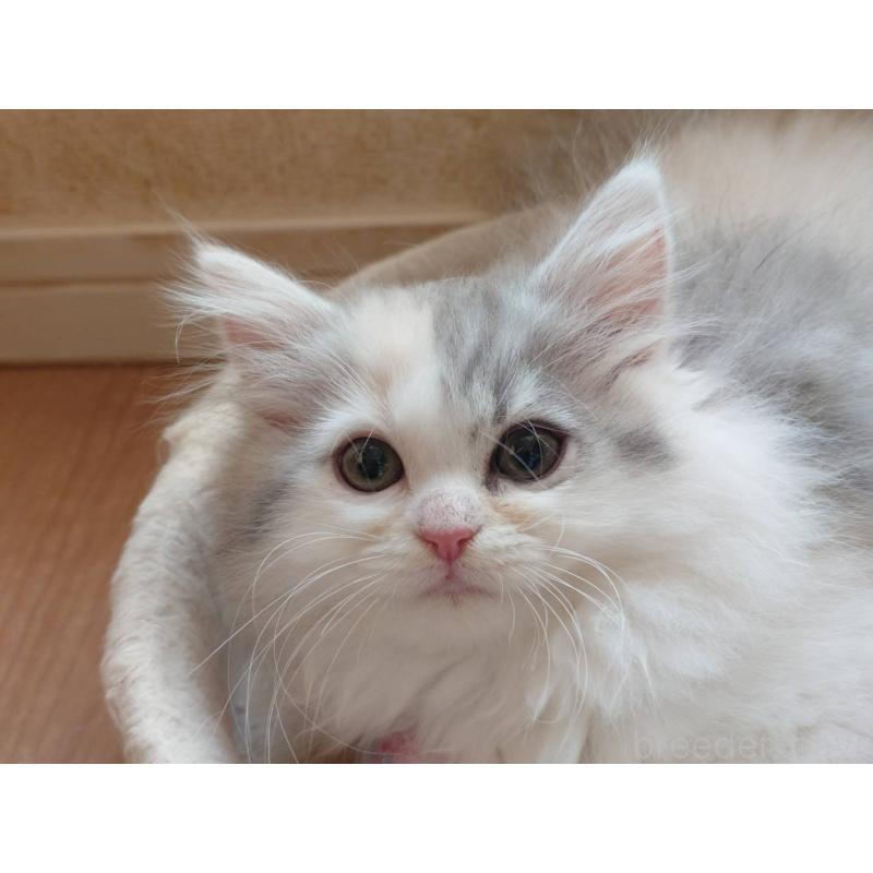 販売中の愛知県のミヌエット-137466の2枚目