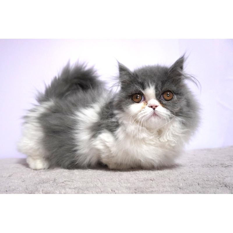 販売中の群馬県のミヌエット(短足)-130800