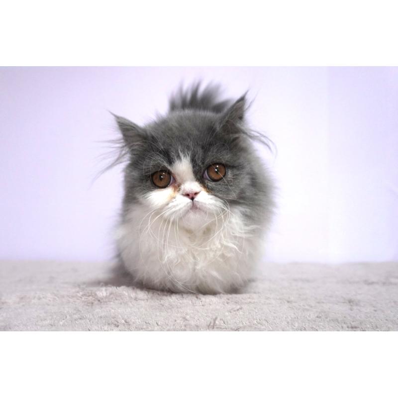 販売中の群馬県のミヌエット(短足)-130800の4枚目