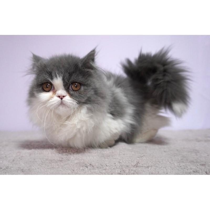 販売中の群馬県のミヌエット(短足)-130800の3枚目