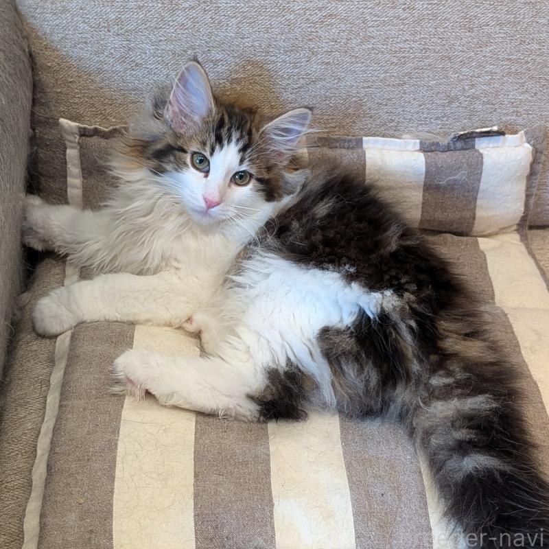 販売中の埼玉県のノルウェージャンフォレストキャット-134153