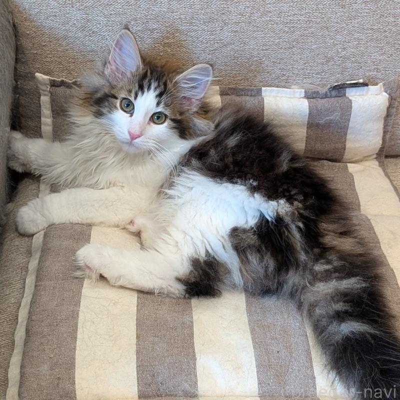 販売中の埼玉県のノルウェージャンフォレストキャット-134153の4枚目