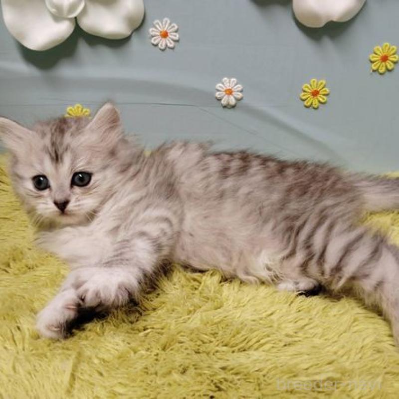 販売中の北海道のサイベリアン-137528の4枚目