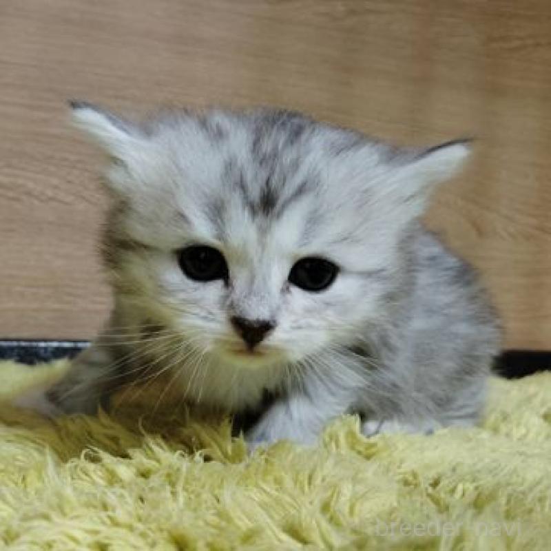 販売中の北海道のサイベリアン-137528の2枚目