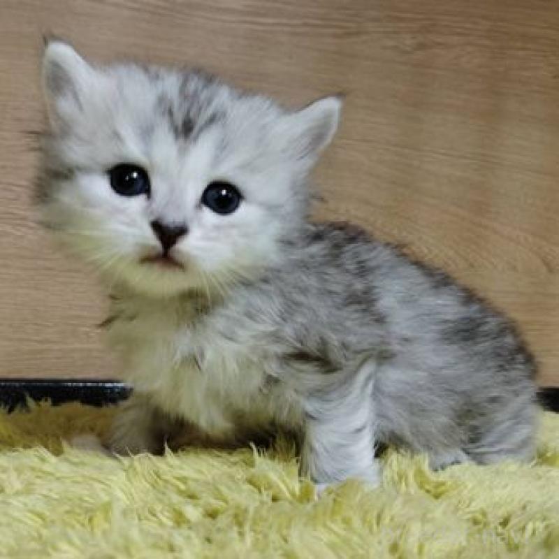 販売中の北海道のサイベリアン-137528の3枚目